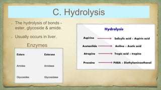 C. Hydrolysis
The hydrolysis of bonds -
ester, glycoside & amide.
Usually occurs in liver.
Enzymes
 