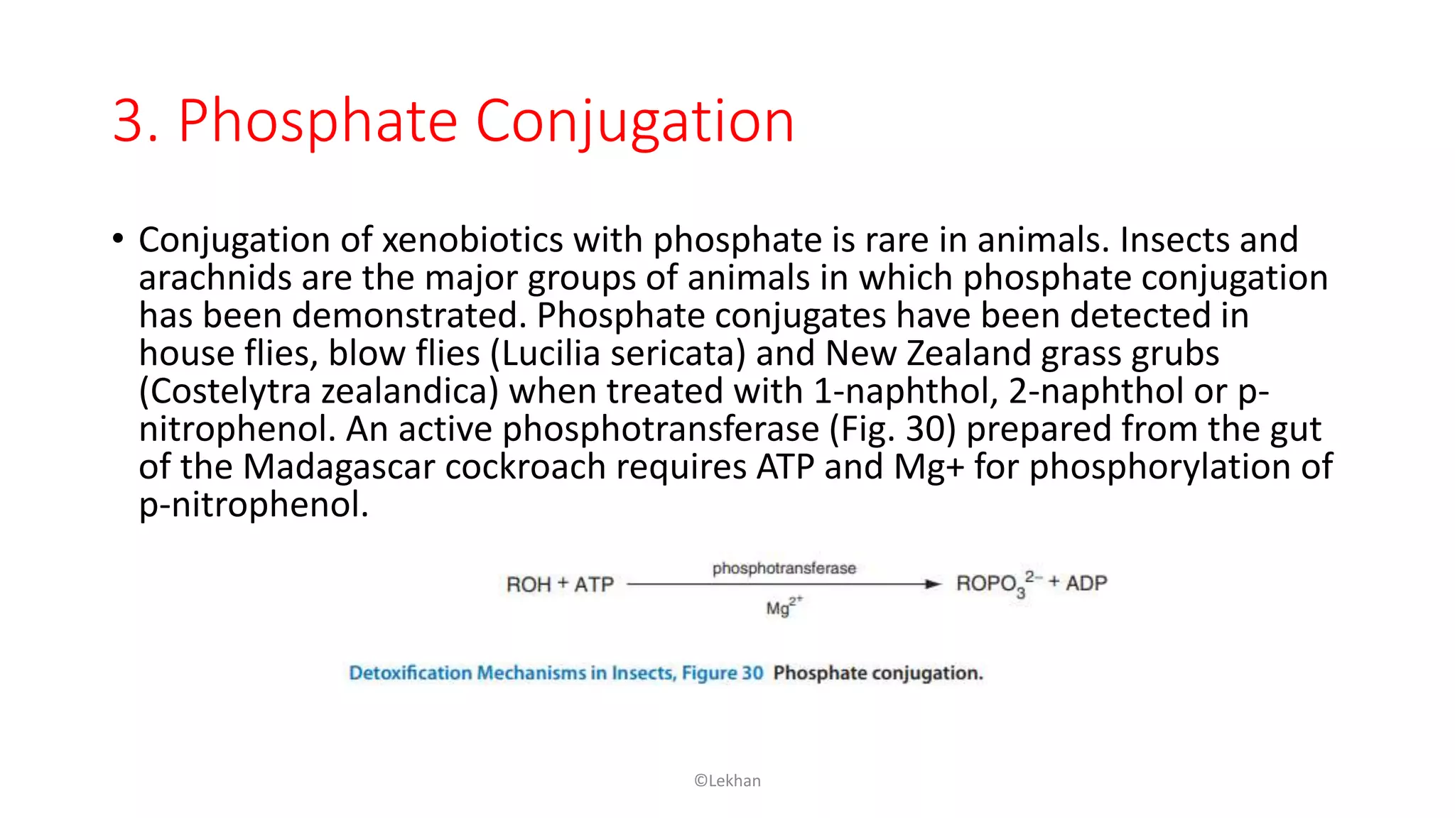 3. Phosphate Conjugation
• Conjugation of xenobiotics with phosphate is rare in animals. Insects and
arachnids are the major groups of animals in which phosphate conjugation
has been demonstrated. Phosphate conjugates have been detected in
house flies, blow flies (Lucilia sericata) and New Zealand grass grubs
(Costelytra zealandica) when treated with 1-naphthol, 2-naphthol or p-
nitrophenol. An active phosphotransferase (Fig. 30) prepared from the gut
of the Madagascar cockroach requires ATP and Mg+ for phosphorylation of
p-nitrophenol.
©Lekhan
 