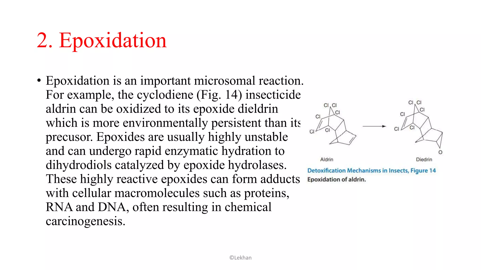 2. Epoxidation
• Epoxidation is an important microsomal reaction.
For example, the cyclodiene (Fig. 14) insecticide
aldrin can be oxidized to its epoxide dieldrin
which is more environmentally persistent than its
precusor. Epoxides are usually highly unstable
and can undergo rapid enzymatic hydration to
dihydrodiols catalyzed by epoxide hydrolases.
These highly reactive epoxides can form adducts
with cellular macromolecules such as proteins,
RNA and DNA, often resulting in chemical
carcinogenesis.
©Lekhan
 