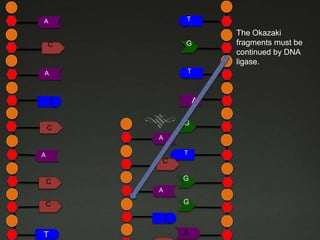 T

A

G

C

T

A

A

T
G

C
C
A

T

A

C
G

C
A

G

C

T
T

The Okazaki
fragments must be
continued by DNA
ligase.

A

 