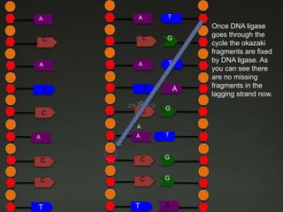 T

A

A

A

G

C

C

A

A

T

C
C

A

T

C
C

T

G

A
T

A

A

C

C

G

C

C

G

T

T
T

A

Once DNA ligase
goes through the
cycle the okazaki
fragments are fixed
by DNA ligase. As
you can see there
are no missing
fragments in the
lagging strand now.

 