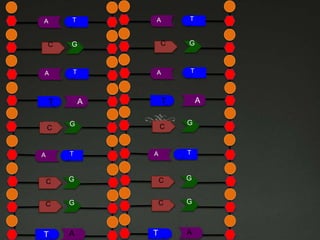 TT

A

C

A

C
C

TT

A

A

T

A

T

A
G

TT

A

G

C

G

T

T

A

C
C

G

T

A

C

G

C

G

C

G

C

G

T

A

T
T

A

 