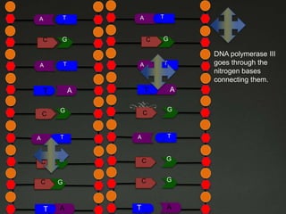 TT

A

C

A

G

AA

T

A
G

TT

A

C

TT

T
C
C

T

A

C
C

G

DNA polymerase III
goes through the
nitrogen bases
connecting them.

T

A
G

T

A

C

G

C

G

C

G

C

G

A

T
T

A

T

 