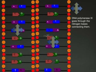TT

A

C

A

G

AA

G

DNA polymerase III
goes through the
nitrogen bases
connecting them.

T

A

T

A

C
C

G

TT

A

C

TT

T
C
C

T

A

G

T

A

C

G

C

C

G

C

G

A

T
T

A

T

G

 