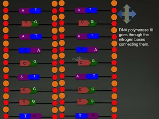 TT

A

C

A

G

C
C

AA

G

DNA polymerase III
goes through the
nitrogen bases
connecting them.

T

A

T

A
G

TT

A

C

TT

T

T

A

C
C

G

T

A

C

G

C

G

C

G

C

G

A

T
T

A

T

 