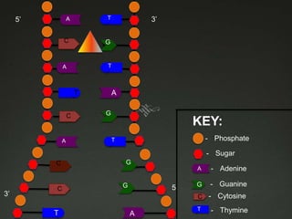 5’

A

T

C

G

T

A

A

T
C

A

3’

G

KEY:
- Phosphate

T

- Sugar
C

3’

C

G
A

G

5’

- Adenine

G

- Guanine

C -

T

A

T

Cytosine

- Thymine

 