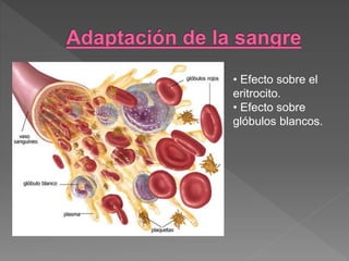 • Efecto sobre el
eritrocito.
• Efecto sobre
glóbulos blancos.
 