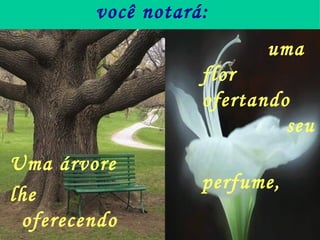 você notará: Uma árvore  lhe oferecendo sombra, uma flor    ofertando  seu perfume, 