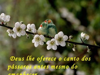 Deus lhe oferece o canto dos pássaros antes mesmo do amanhecer 