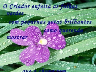 O Criador enfeita as folhas verdes  com pequenas gotas brilhantes  como querendo mostrar  que a chuva tem    seus encantos e belezas 