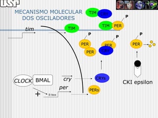 MECANISMO MOLECULAR                TIM CRY
                                                       P
  DOS OSCILADORES
                                          TIM    PER
   tim                 TIM
                               P                             P
                                                 P
                             PER           PER             PER

                               PER        CRY




CLOCK BMAL            cry            CRYs
                                                       CKI epsilon
                     per           PERs
         +   E-box
 