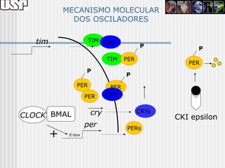 MECANISMO MOLECULAR
               DOS OSCILADORES

   tim                 TIM CRY
                                          P            P
                             TIM    PER
                                                    PER
                      P
                                    P
                 PER          PER
                      PER    CRY


CLOCK BMAL             cry                CRYs
                                                 CKI epsilon
                      per           PERs
         +    E-box
 