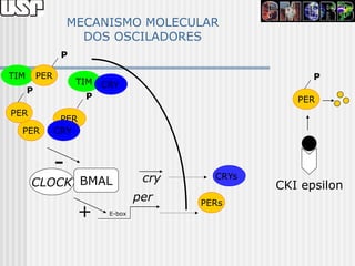 MECANISMO MOLECULAR
                      DOS OSCILADORES
                 P

TIM       PER                                           P
                     TIM CRY
      P
                       P                             PER
PER
                 PER
  PER           CRY



                -
      CLOCK BMAL                   cry     CRYs
                                                  CKI epsilon
                                  per    PERs
                     +    E-box
 
