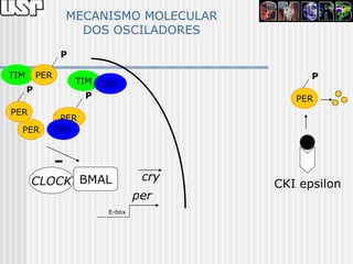 MECANISMO MOLECULAR
                      DOS OSCILADORES
                 P

TIM       PER                                   P
                     TIM CRY
      P
                       P                     PER
PER
                 PER
  PER           CRY



                -
      CLOCK BMAL                   cry
                                          CKI epsilon
                                  per
                          E-box
 