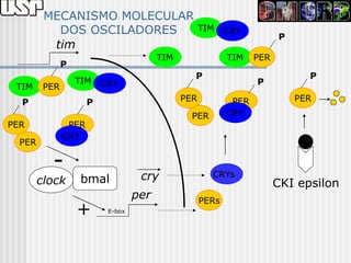 MECANISMO MOLECULAR
           DOS OSCILADORES                          TIM CRY
                                                                        P
          tim
                                        TIM                TIM    PER
               P
                                                P                             P
                   TIM CRY                                        P
 TIM     PER
  P                   P                       PER           PER             PER

                                                PER        CRY
PER             PER
               CRY
  PER

          -
        clock      bmal            cry                CRYs
                                                                        CKI epsilon
                                  per               PERs
                   +      E-box
 