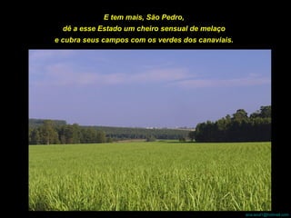 E tem mais, São Pedro,  dê a esse Estado um cheiro sensual de melaço  e cubra seus campos com os verdes dos canaviais.   