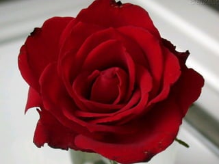 As mais belas flores Do amanha 