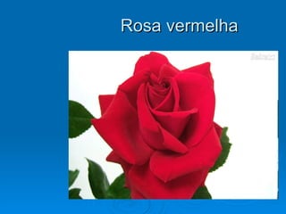 Rosa vermelha 