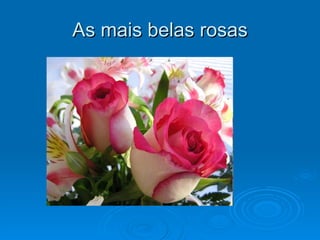 As mais belas rosas 