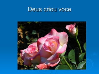 Deus criou voce 