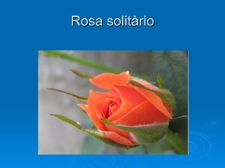 Rosa solitàrio 