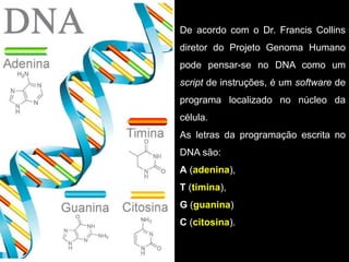 De acordo com o Dr. Francis Collins
diretor do Projeto Genoma Humano
pode pensar-se no DNA como um
script de instruções, é um software de
programa localizado no núcleo da
célula.
As letras da programação escrita no
DNA são:
A (adenina),
T (timina),
G (guanina)
C (citosina).
 