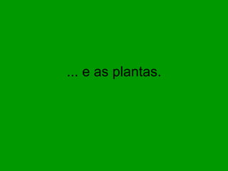 ... e as plantas. 