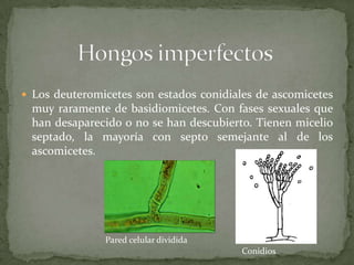  Los deuteromicetes son estados conidiales de ascomicetes
muy raramente de basidiomicetes. Con fases sexuales que
han desaparecido o no se han descubierto. Tienen micelio
septado, la mayoría con septo semejante al de los
ascomicetes.
Pared celular dividida
Conidios