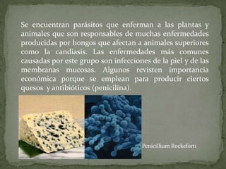 Se encuentran parásitos que enferman a las plantas y
animales que son responsables de muchas enfermedades
producidas por hongos que afectan a animales superiores
como la candiasis. Las enfermedades más comunes
causadas por este grupo son infecciones de la piel y de las
membranas mucosas. Algunos revisten importancia
económica porque se emplean para producir ciertos
quesos y antibióticos (penicilina).
Penicillium Rockeforti
