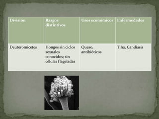 División Rasgos Usos económicos Enfermedades
distintivos
Deuteromicetes Hongos sin ciclos Queso, Tiña, Candiasis
sexuales antibióticos
conocidos; sin
células flageladas