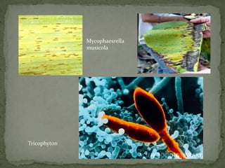 Mycophaesrella
musicola
Tricophyton