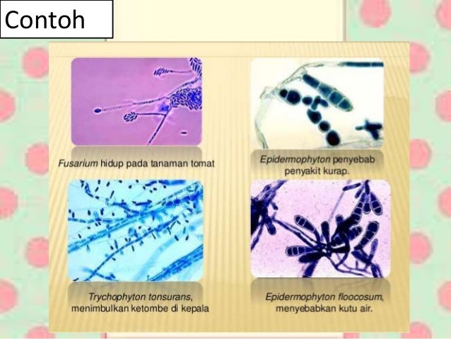 Materi biologi kelas 10