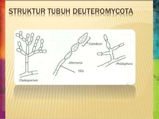 Materi Biologi Deuteromycota SMA