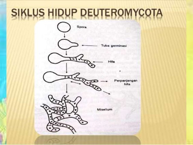 Materi Biologi Deuteromycota SMA