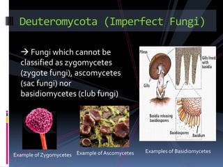  Fungi which cannot be classified as zygomycetes (zygote fungi), ascomycetes (sac fungi) nor basidiomycetes (club fungi)Deuteromycota (Imperfect Fungi)Examples of BasidiomycetesExample of AscomycetesExample of Zygomycetes