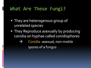 What Are These Fungi?They are heterogenous group of unrelated speciesThey Reproduce asexually by producing conidia on hyphae called conidiophores Conidia -asexual, non-motile spores of a fungus