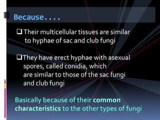 Because.... Their multicellular tissues are similar to hyphae of sac and club fungiThey have erect hyphae with asexual spores, called conidia, which are similar to those of the sac fungi and club fungiBasically because of their common characteristics to the other types of fungi