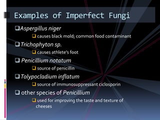Examples of Imperfect FungiAspergillus niger