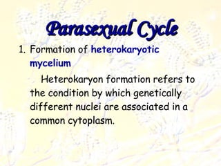 Parasexual cycle Deuteromycota Formation of  heterokaryotic   mycelium   Heterokaryon formation refers to the condition by which genetically different nuclei are associated in a common cytoplasm. Parasexual Cycle 