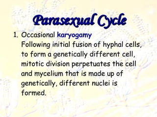 Parasexual cycle Deuteromycota Occasional  karyogamy   Following initial fusion of hyphal cells, to form a genetically different cell, mitotic division perpetuates the cell and mycelium that is made up of genetically, different nuclei is formed. Parasexual Cycle 