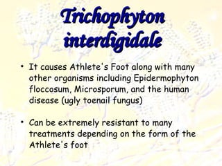Trichophyton interdigidale It causes Athlete's Foot along with many other organisms including Epidermophyton floccosum, Microsporum, and the human disease (ugly toenail fungus)‏ Can be extremely resistant to many treatments depending on the form of the Athlete's foot 
