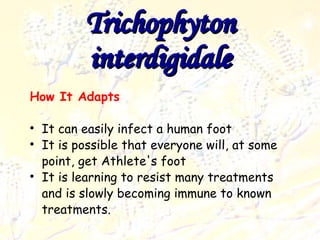 Trichophyton interdigidale How It Adapts It can easily infect a human foot It is possible that everyone will, at some point, get Athlete's foot It is learning to resist many treatments and is slowly becoming immune to known treatments. 