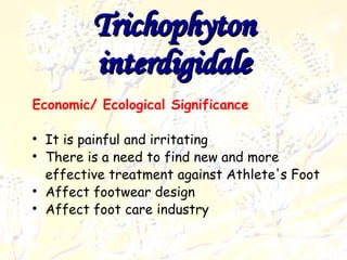 Trichophyton interdigidale Economic/ Ecological Significance It is painful and irritating There is a need to find new and more effective treatment against Athlete's Foot Affect footwear design Affect foot care industry 