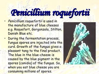 Penicillium roquefortii Penicillium roquefortii  is used in the manufacture of blue cheeses e.g. Roquefort, Gorgonzola, Stilton, Danish Blue etc. During the fermentation process, fungus spores are injected into the curd. Growth of the fungus gives a pleasant tang to the final product. The blue in the blue-cheese is caused by the blue pigment in the spores (conidia) of the fungus. So, when you eat blue cheese you are consuming millions of spores. Yumm… 