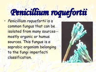 Penicillium roquefortii Penicillium roquefortii  is  a common fungus that can be isolated from many sources--mostly organic or humus sources. This fungus is a saprobic organism belonging to the fungi imperfecti classification.  