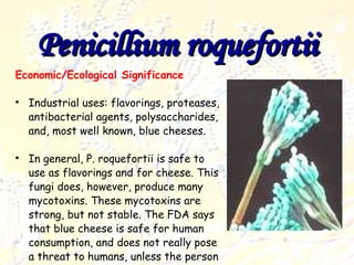 Penicillium roquefortii Economic/Ecological Significance Industrial uses: flavorings, proteases, antibacterial agents, polysaccharides, and, most well known, blue cheeses.  In general, P. roquefortii is safe to use as flavorings and for cheese. This fungi does, however, produce many mycotoxins. These mycotoxins are strong, but not stable. The FDA says that blue cheese is safe for human consumption, and does not really pose a threat to humans, unless the person has an allergy to the mycotoxins. 