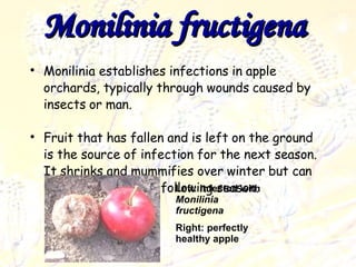 Monilinia fructigena   Monilinia establishes infections in apple orchards, typically through wounds caused by insects or man.  Fruit that has fallen and is left on the ground is the source of infection for the next season. It shrinks and mummifies over winter but can produce spores the following season.  Left: infected with  Monilinia fructigena Right: perfectly healthy apple 
