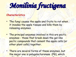 Monilinia fructigena   Characteristics The fungi causes the apple and fruits to rot when it invades the apple tissues and kills them by releasing enzymes.  The principal enzymes involved in this are pectic enzymes - those that break down the gel-like pectic compounds that cement the apple cells (or other plant cells) together.  There are several forms of these enzymes, but the major one is polygalacturonase  (PG), which splits the long pectin chains into smaller units of galacturonic acid. 