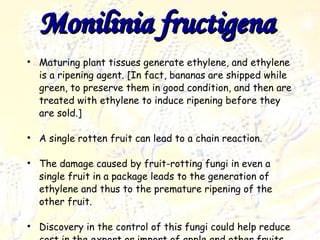 Monilinia fructigena   Maturing plant tissues generate ethylene, and ethylene is a ripening agent. [In fact, bananas are shipped while green, to preserve them in good condition, and then are treated with ethylene to induce ripening before they are sold.]  A single rotten fruit can lead to a chain reaction. The damage caused by fruit-rotting fungi in even a single fruit in a package leads to the generation of ethylene and thus to the premature ripening of the other fruit.  Discovery in the control of this fungi could help reduce cost in the export or import of apple and other fruits 