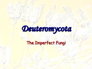 Deuteromycota The Imperfect Fungi 